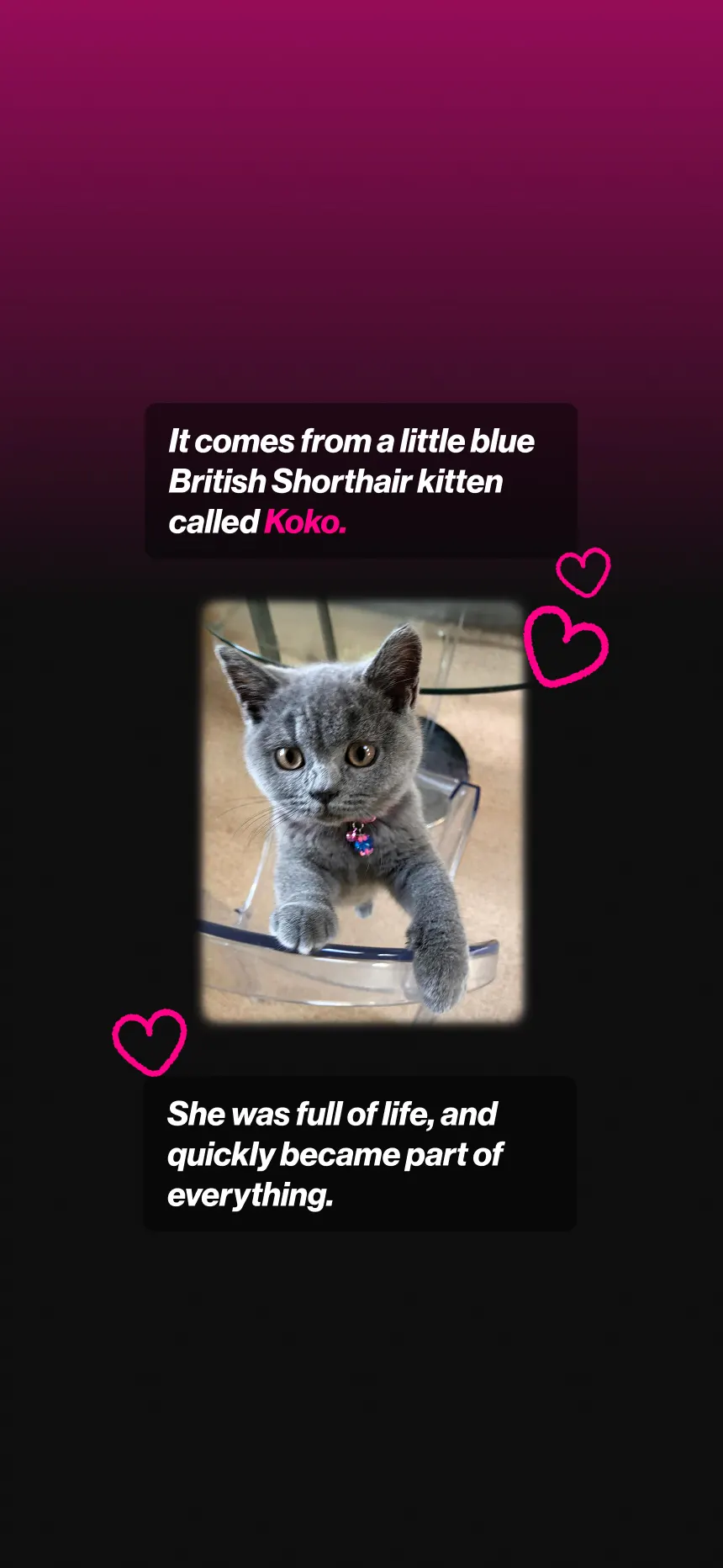 Koko’S story image 2