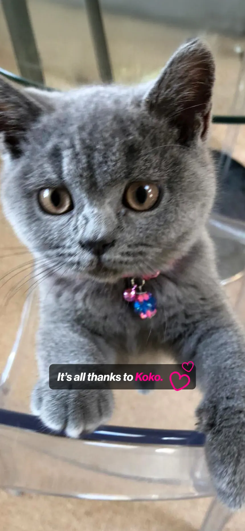 Koko’S story image 31